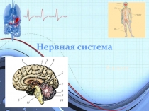 Нервная система