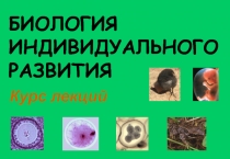 БИОЛОГИЯ ИНДИВИДУАЛЬНОГО РАЗВИТИЯ
Курс лекций