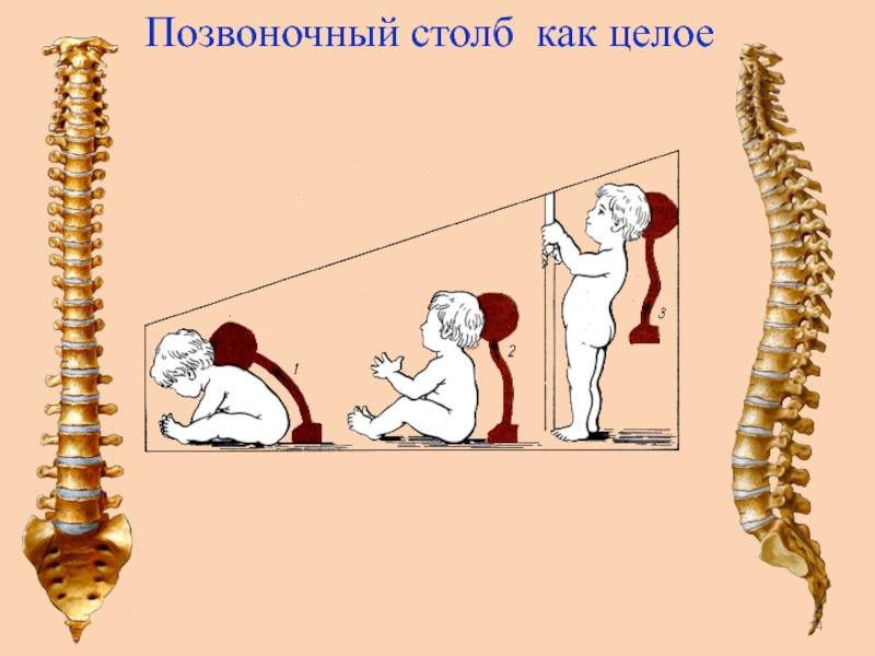 Позвоночник человека имеет 5 изгибов. Изгибы позвоночного столба анатомия. Позвоночник Позвоночный столб. Позвоночник столб. Позвоночный столб состоит из.