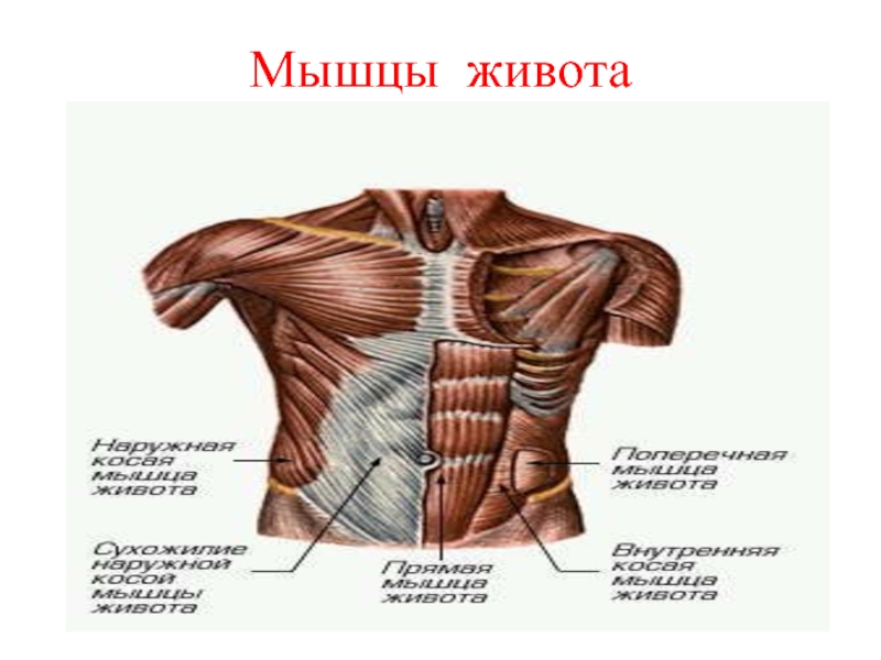 Мышцы живота презентация