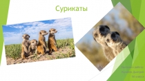 Сурикаты