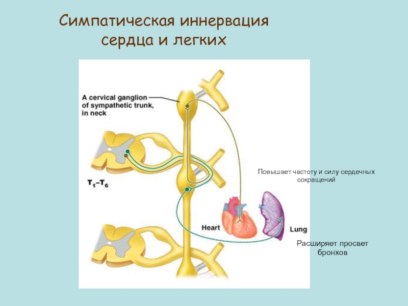 Симпатическая иннервация сердца. Симпатическая иннервация бронхов. Симпатическая система расширяет бронхи. Симпатические нервы расширяют бронхи?. Симпатическая сердце.