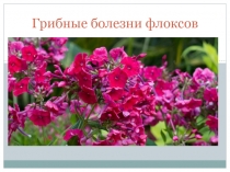 Грибные болезни флоксов