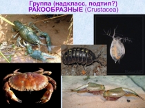 Группа (надкласс, подтип?) РАКООБРАЗНЫЕ ( Crustacea )