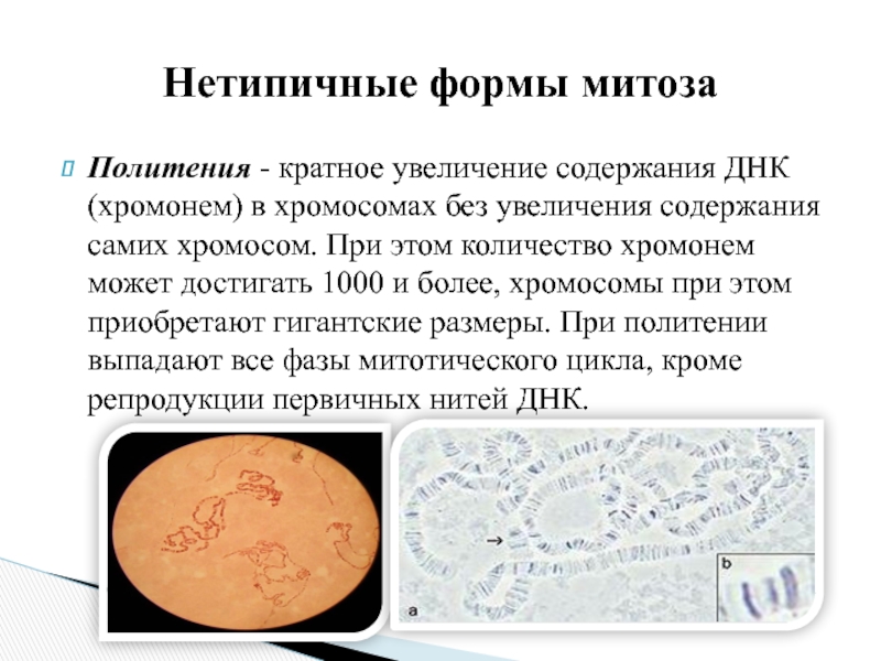 Закономерности существования клетки во времени Политения - кратное увеличение содержания ДНК (хромонем) в хромосомах без увеличения Политения - кратное увеличение содержания ДНК (хромонем) в хромосомах без увеличения содержания самих хромосом. При этом количество