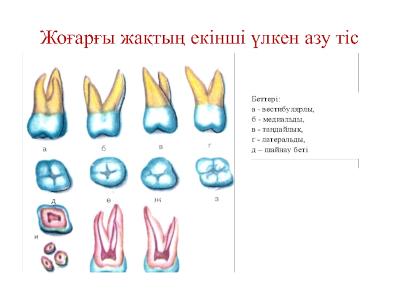 Тістем түрлері презентация