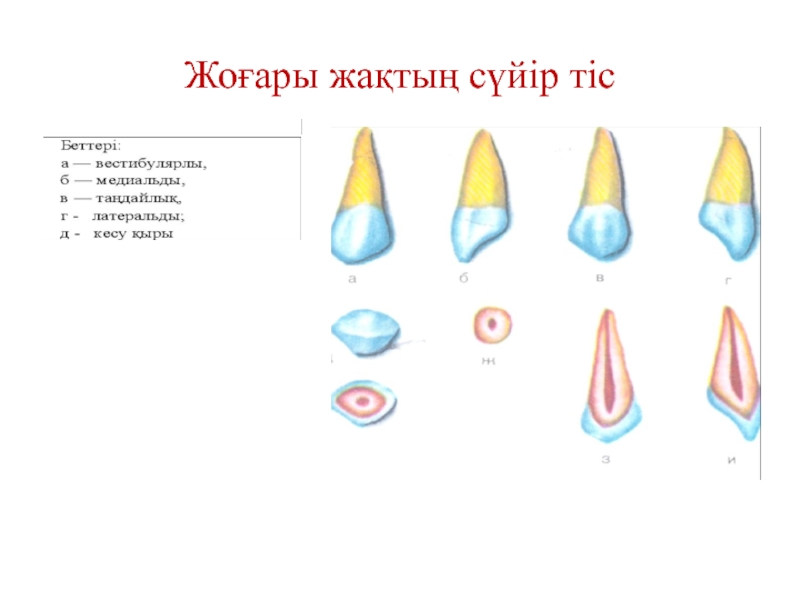 Тістем түрлері презентация