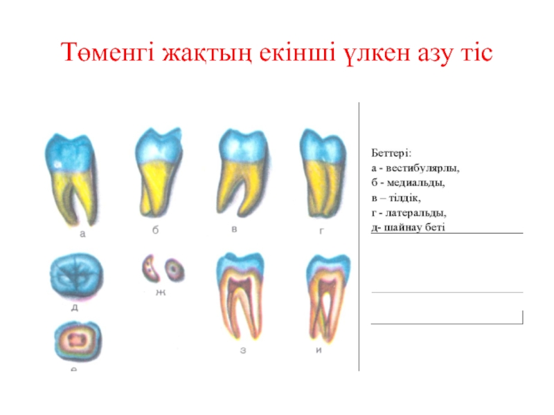 Тістем түрлері презентация