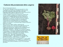 Свёкла обыкновенная (Béta vulgáris)