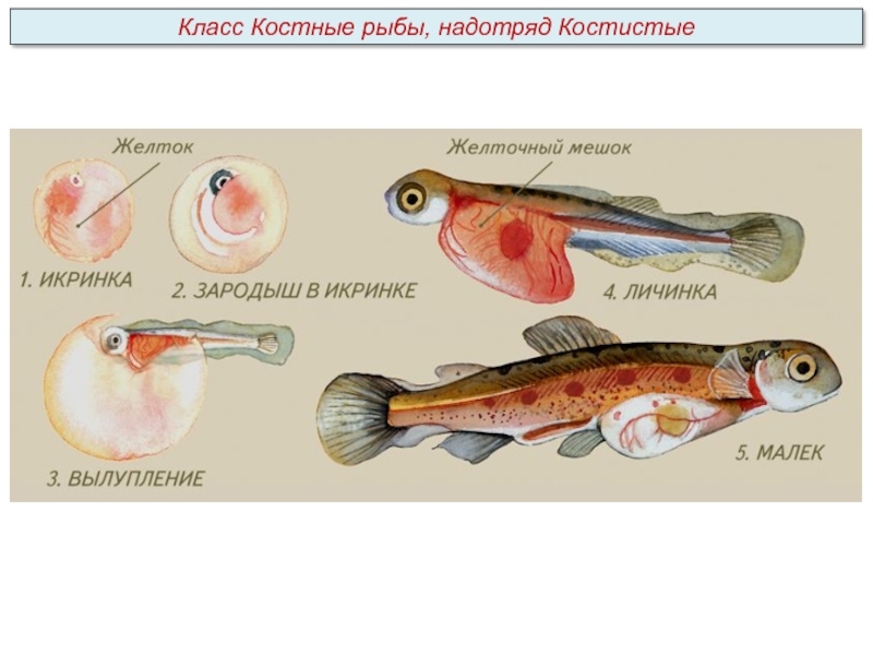 Лосось внутреннее оплодотворение. Оплодотворение костных рыб. Размножение костных рыб. Цикл развития костных рыб. Стадии развития костной рыбы.