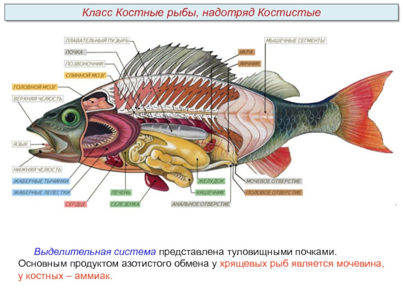 Какой цифрой на рисунке обозначена хрящевая рыба