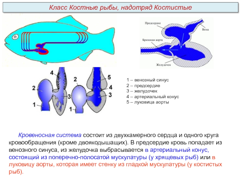 Схема строения сердца рыб