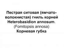 Пестрая ситовая (ямчато-волокнистая) гниль корней Heterobasidion annosum