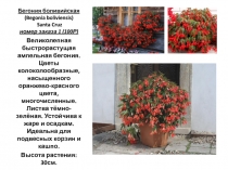 Бегония боливийская (Begonia boliviensis ) Santa Cruz номер заказа 1 (100Р)