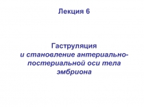 Лекция 6
Гаструляция
и становление антериально-постериальной оси тела эмбриона