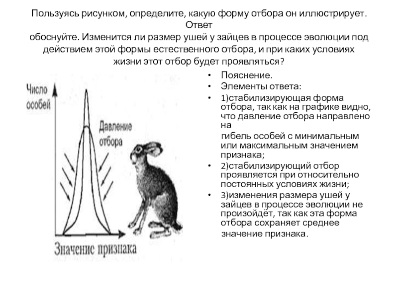 Используя рисунок определи в каких. Пользуясь рисунком определите какую форму отбора он иллюстрирует. Заяц стабилизирующий отбор. Пользуясь рисунком определите какую форму отбора. Зайца естественный отбор.