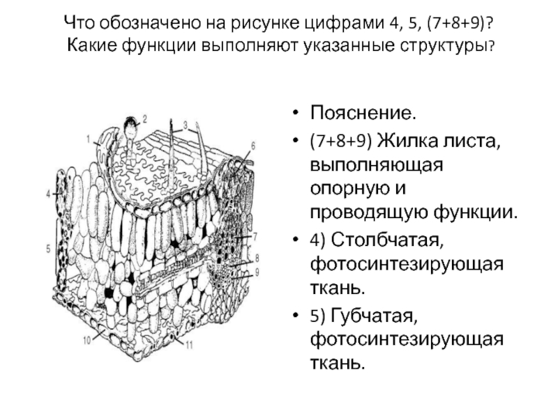 Какую функцию не выполняет орган обозначенный на рисунке цифрой 2