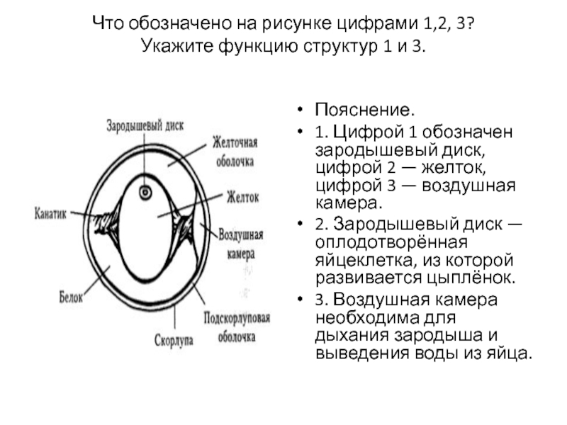 Какова функция структуры обозначенной цифрой 2 на схеме строения глаза