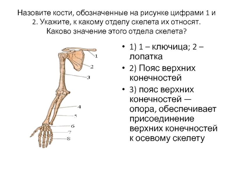 Назовите кости обозначенные на рисунке а и б укажите к каким отделам скелета их относят