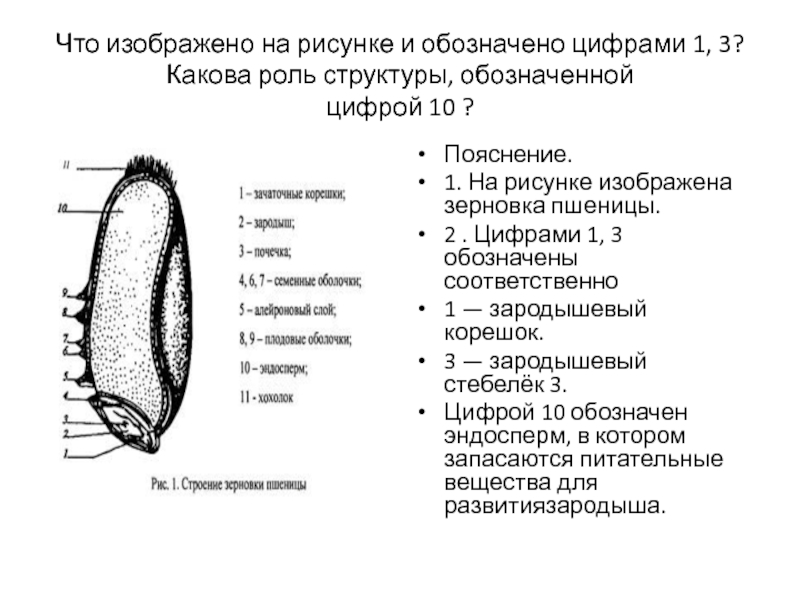 Рассмотрите рисунок семени какая структура обозначена на рисунке цифрой 1