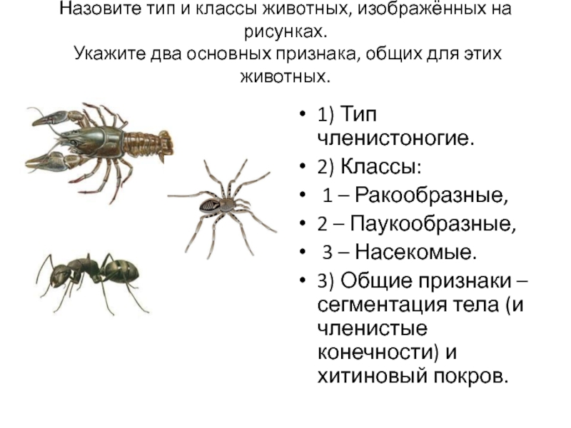 Укажите 2 признака. Сегментация паукообразных. Сегментация тела членистоногих. Назовите Тип и классы животных изображённых на рисунках. Характеристика класса паукообразные.