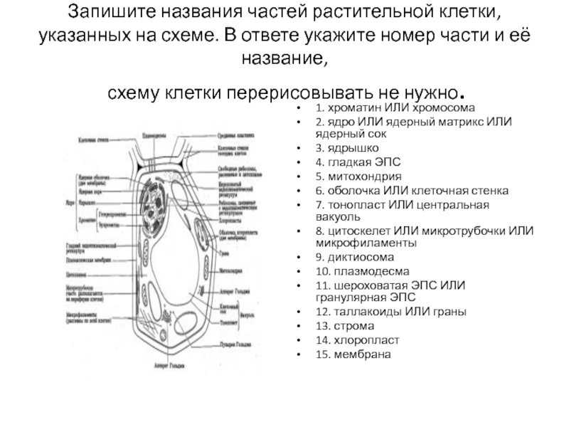 Название частей клетки растения. Запишите названия частей животной клетки указанных на схеме. Укажите название частей растительной клетки. Запишите названия частей растительной клетки указанных на схеме. Названия частей растительной клетки указанных на схеме.