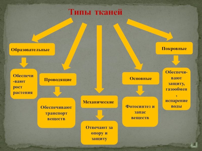 Запас вещества. Ткань обеспеч рост растений. Виды образования материалов. Кокиеп сиходогические ростройствабы вают.