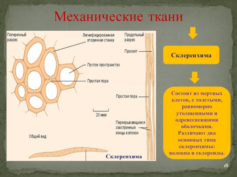 Механическая ткань. Колленхима склеренхима склереиды. Механическая ткань склеренхима. Механическая ткань растений склеренхима. Склеренхима-механическая ткань,которая состоит из.