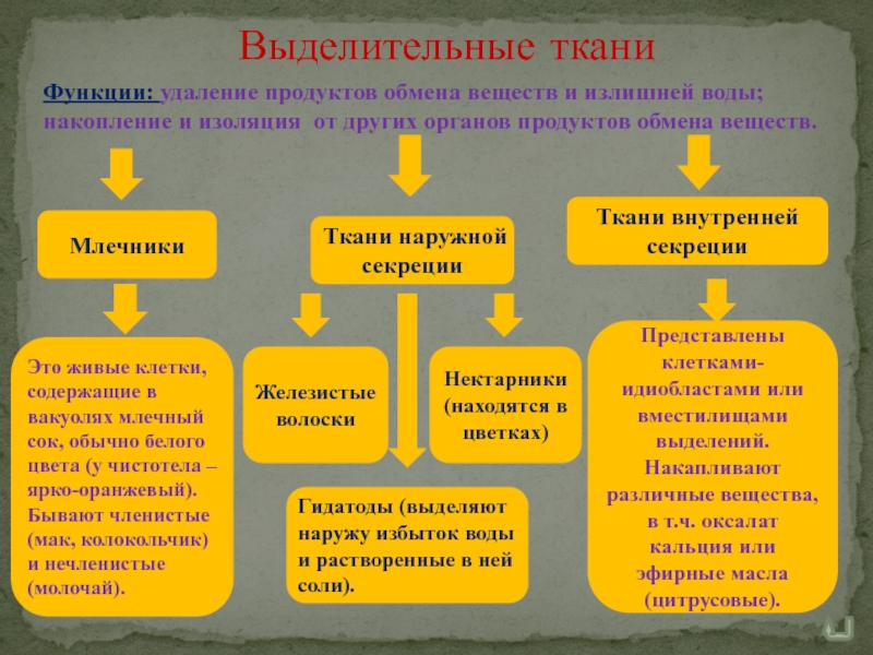 Выделительная ткань растений рисунок