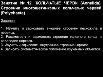 Занятие № 12. КОЛЬЧАТЫЕ ЧЕРВИ (Annelida). Строение многощетинковых кольчатых