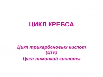 ЦИКЛ КРЕБСА