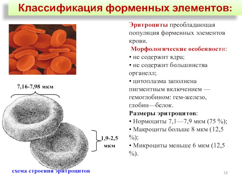 Установите соответствие между характеристиками и типами клеток крови изображенными на рисунках