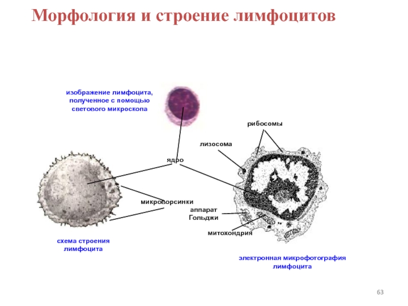 Как нарисовать лимфоцит