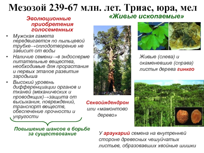 Развитие жизни в мезозое и кайнозое презентация