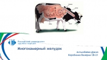 Многокамерный желудок
Алтынбаева Даяна
Коробкина Валерия СВ-21