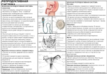 РЕПРОДУКТИВНАЯ СИСТЕМА
МУЖСКАЯ РЕПРОДУКТИВНАЯ СИСТЕМА: семенники
Овальной