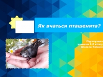 Як вчаться пташенята?
Підготувала
учениця 7-В класу
Шмагло Євгенія