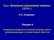 Курс Биология опухолевой клетки
(201 9 г.)
Лекция 6
Изменения морфологии