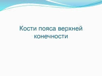 Кости пояса верхней конечности