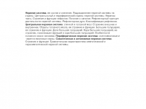 Нервная система, ее состав и значение. Подразделение нервной системы на отделы