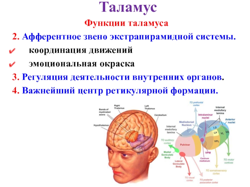 Кашлевой рефлекс какой отдел мозга. Таламус строение и функции. Роль таламуса промежуточного мозга. Основные структуры таламуса. Функции зрительных Бугров промежуточного мозга.