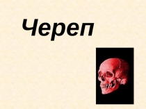 Череп