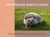 Интересные факты о ежах