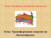Раздел: Биофизика мембранных процессов
Тема: Трансформация энергии на