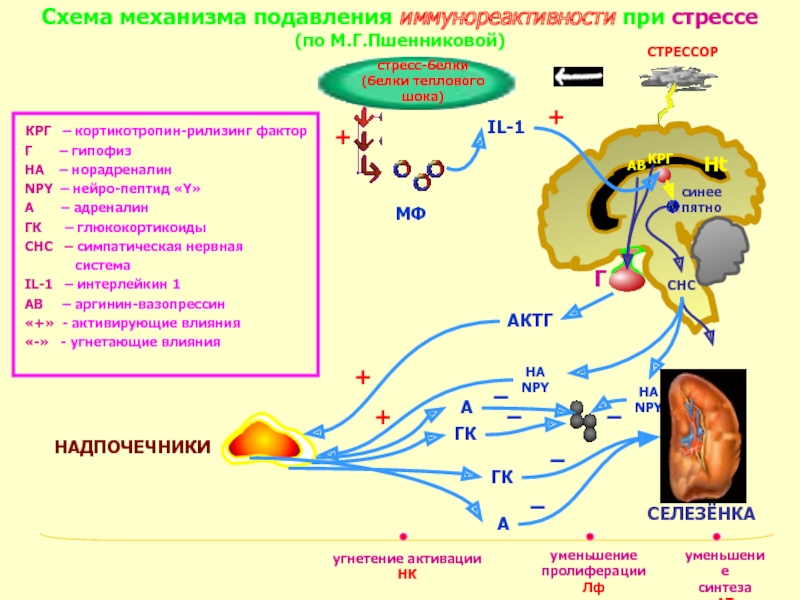 Механизм подавления. КОРТИКОТРОПИНРЕЛИЗИНГ гормон. Кортикотропин рилизинг гормон. Кортикотропин механизм действия. Адренокортикотропный гормон механизм действия.