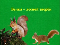 Белка – лесной зверёк