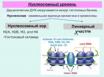 H1
Нуклеосома - наименьшая единица хроматина и хромосомы
Нуклеосомный