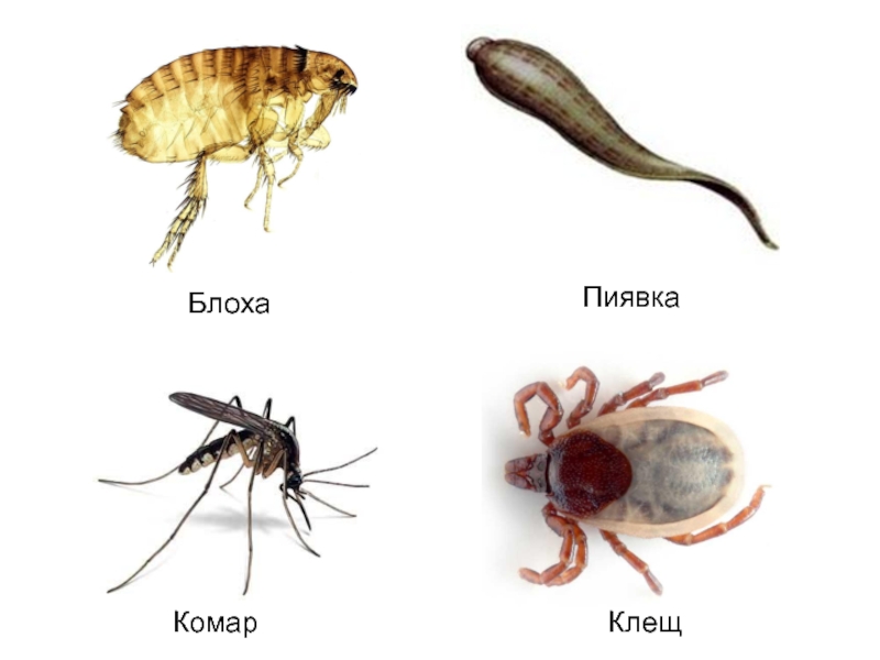 Блохи презентация паразитология