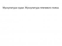 Мускулатура груди. Мускулатура плечевого пояса