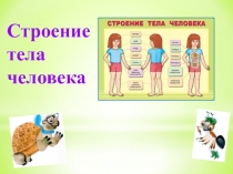 Строение тела человека